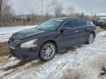  Salvage Nissan Maxima